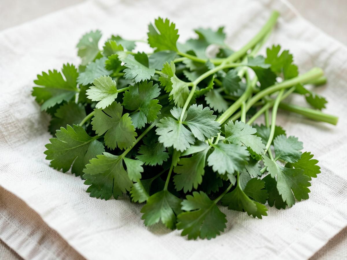 A loose bunch of fresh coriander leaves and stems resting on cream linen